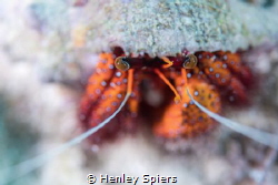 Hermit crab Bokeh by Henley Spiers 